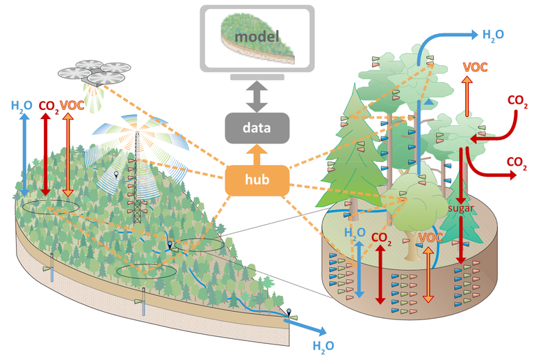 ECOSENSE (SFB 1537) - Multi-scale quantification and modelling of  spatio-temporal dynamics of ecosystem processes by smart autonomous sensor  networks — Ökosystemphysiologie Prof. Werner