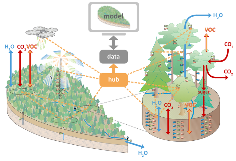 ECOSENSE (SFB 1537) - Multi-scale quantification and modelling of